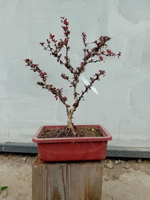 Berberys thunberga bonsai prebonsai pieknie kwitnie outdoor