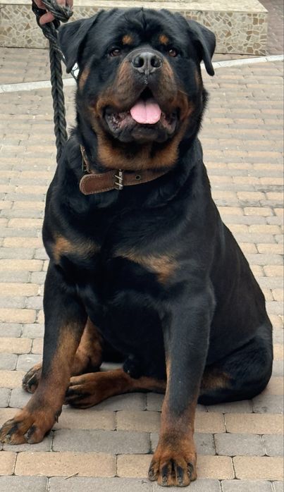 Ротвейлер молодой вязка