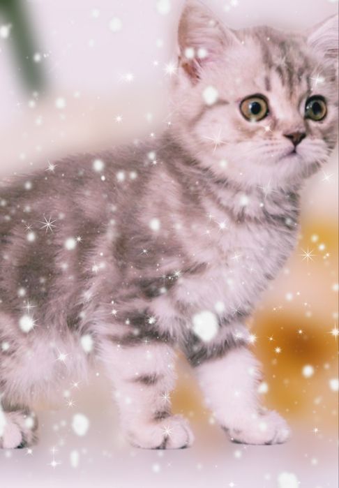 Котик Скоттіш страйд