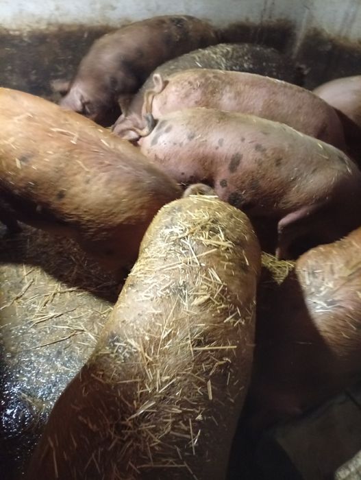 Продам свиней живою вагою.