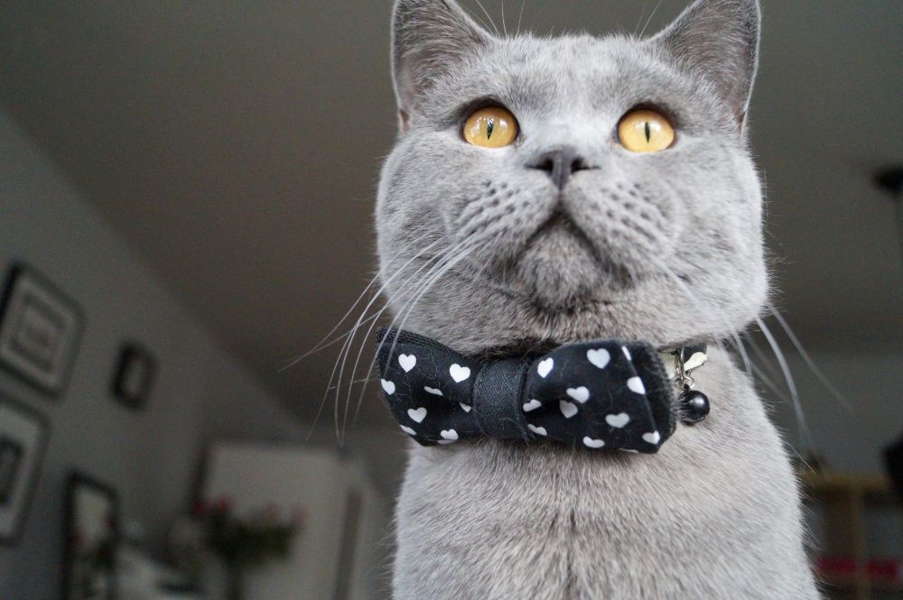 Kot kocur brytyjski reproduktor krycie / cena 500 zl