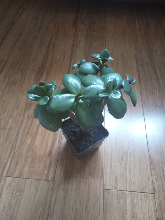 Drzewko szczęścia Grubosz crassula ovata- roślina na szczęście