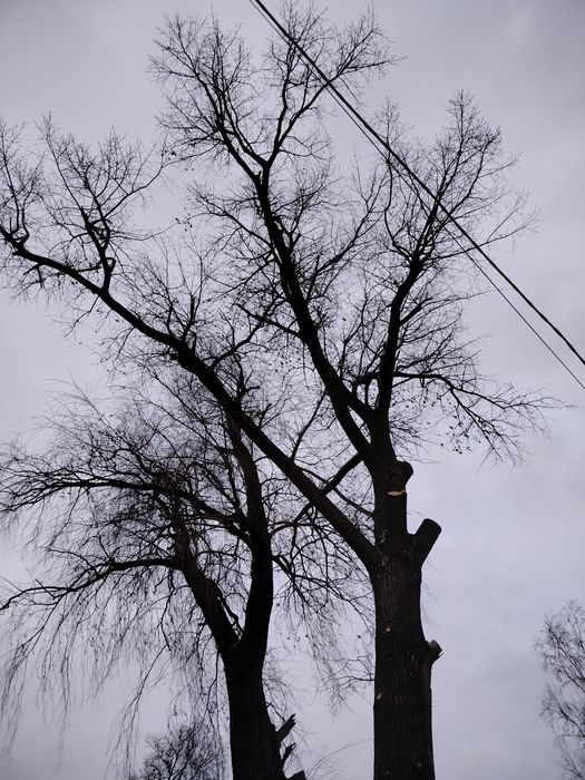 Професійне обрізання аварійних дерев