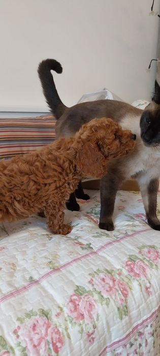 Lindo menino caniche