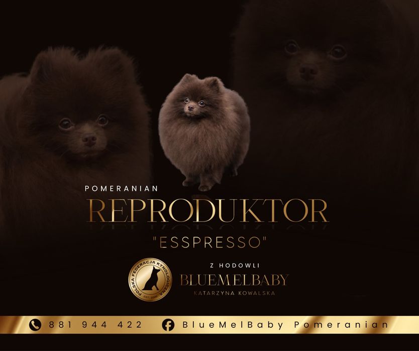 Reproduktor czekoladowy chocolate pomeranian