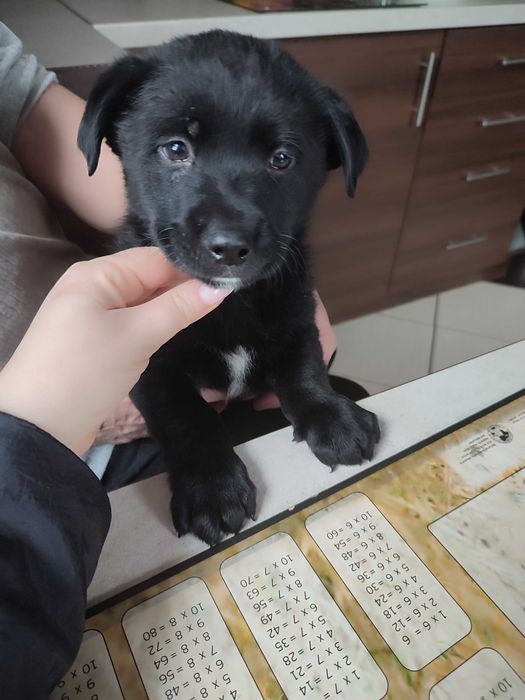 Szczeniaki oddam za darmo