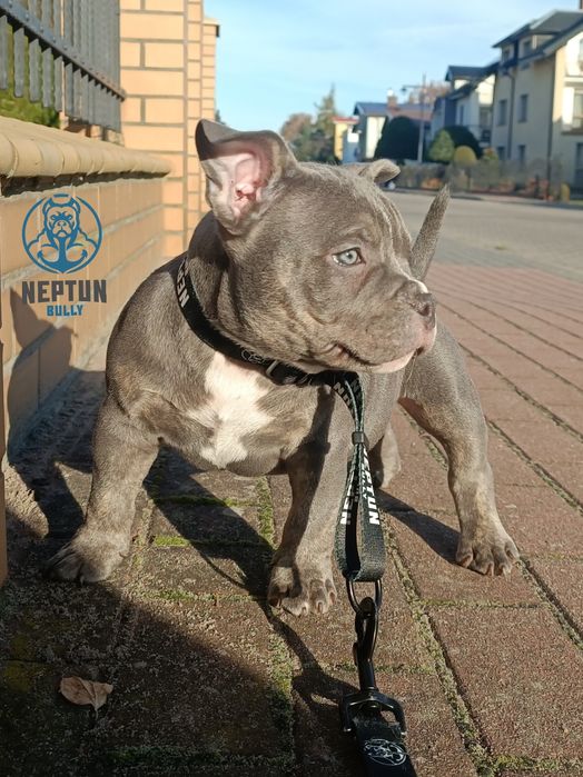 Pies American bully Perun
pocket/standard

Data urodzenia 24.08.2025