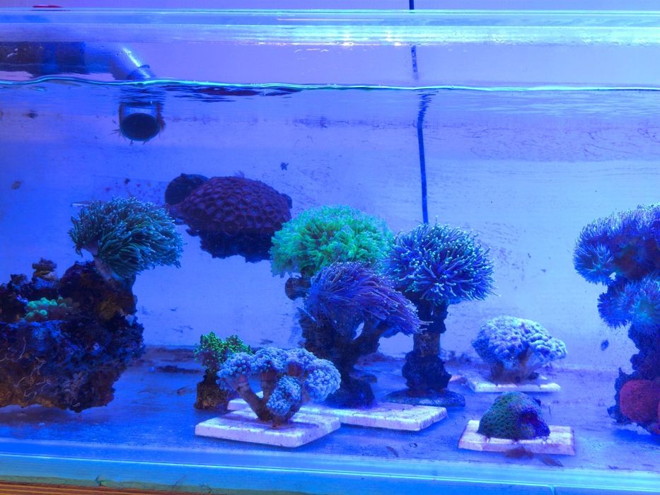 Akwarium morskie szczepki