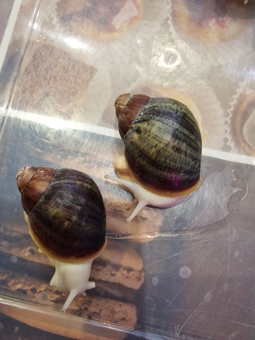 Равлики.  Архахатина Вентрікоза лелеуціст .