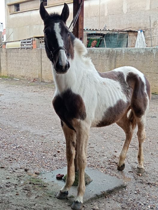 Vendo poldra 14 meses