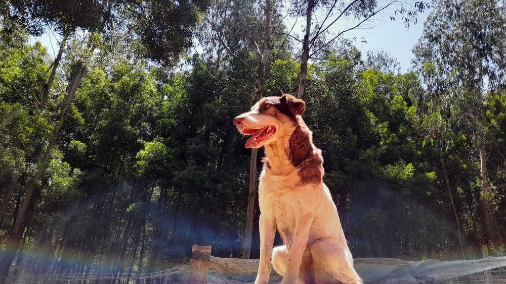 Para adoção: Escobar