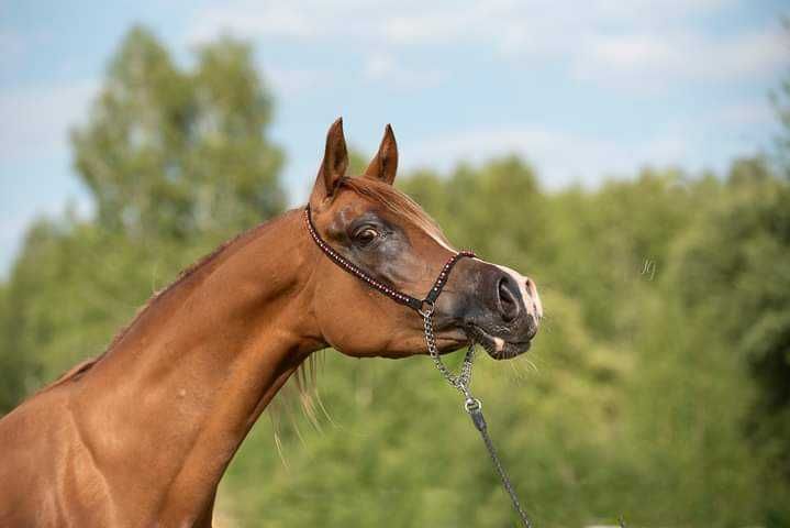 Prezenterka dla koni arabskich
