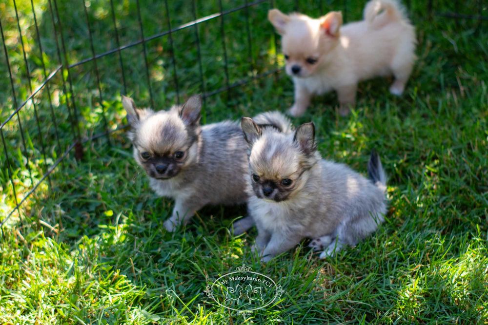 Chihuahua długowłosa z metryką FCI