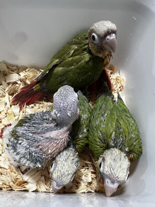 Pyrrhuras domesticadas