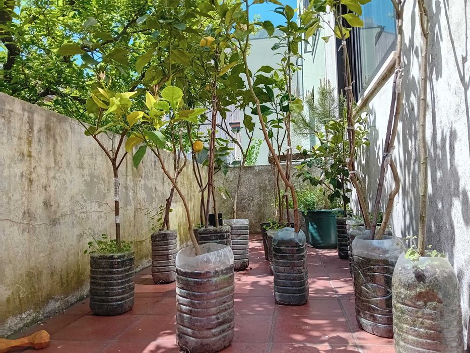 Limoeiros 4 estações em vaso com vários tamanhos