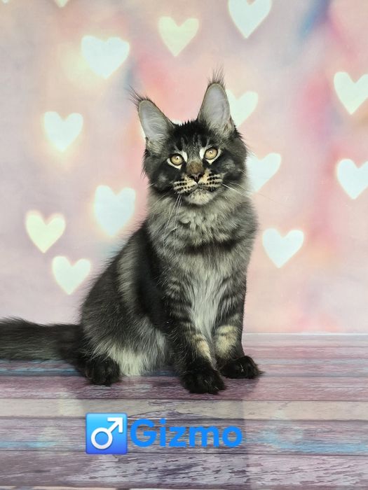 Великолепные мальчики мейн-куна