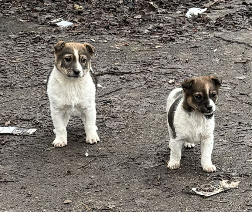 Отдам щенков в хорошие руки