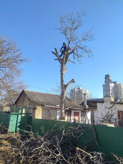Спилим обрежем ветки и деревья любой сложности, аккуратно и недорого.