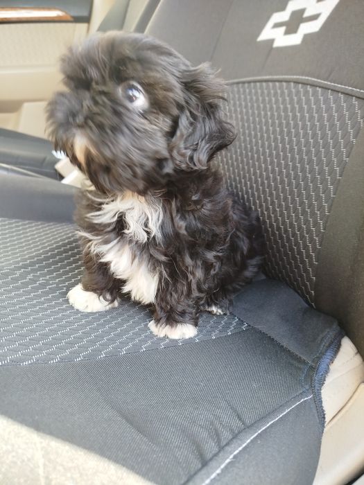 Харизматична дівчинка