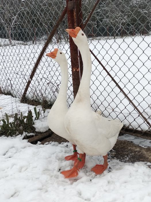 Gęsi Chińskie,,Samiec,,