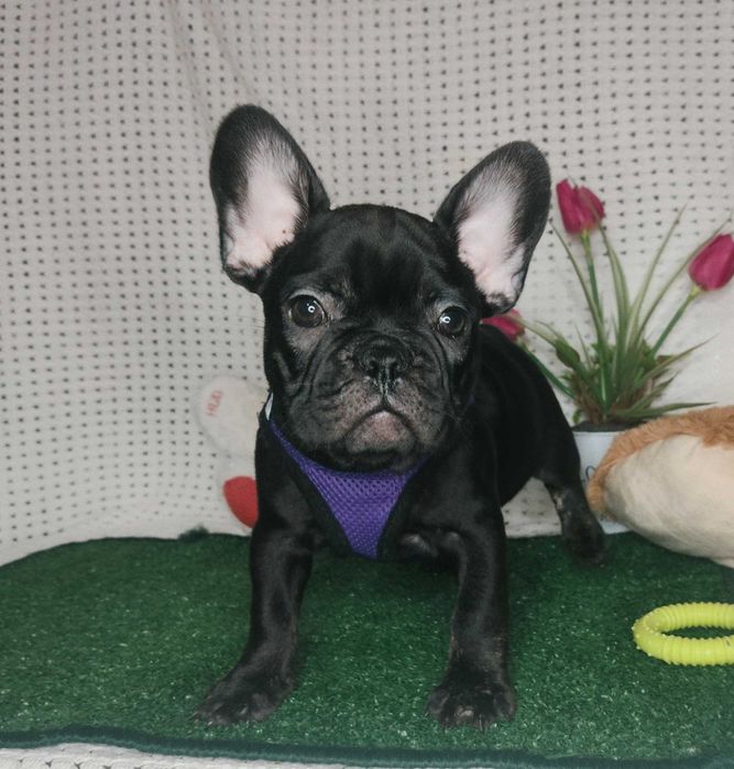 Bulldogue Francês Preto