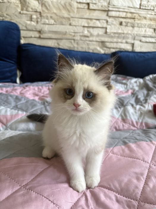 Ragdoll rodowod kot