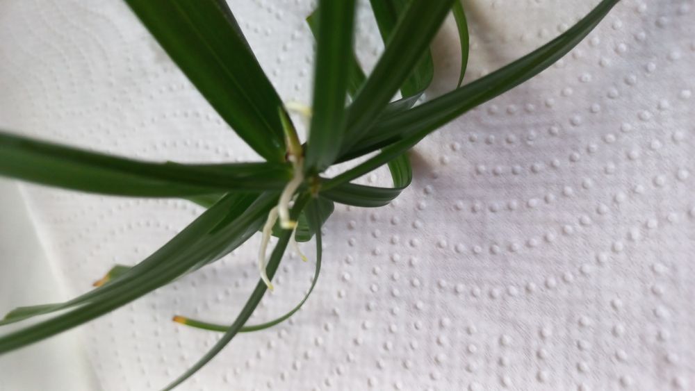 Sadzonka Papirusa