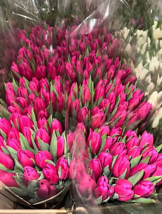 Тюльпани оптом і в роздріб, швидка доставка по Україні