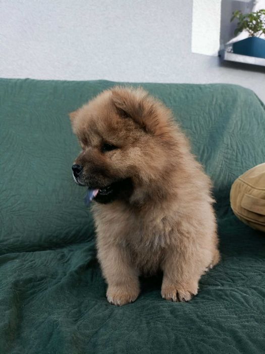 Wzorcowy Chow Chow piękny exterrier psy rodzice FCI