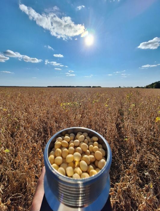 Канадська соя Вінона на посів! 1-а Реп. НЕ РОЗТРІСКУЄ Урожайність 4,5т