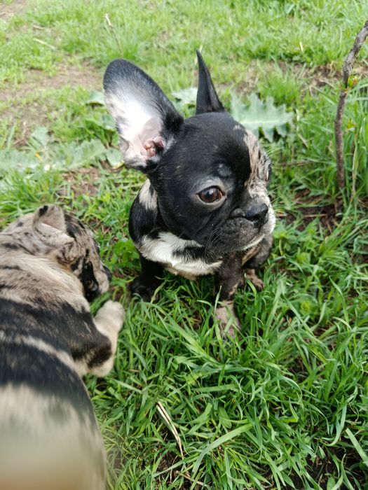 Прекрасные французики