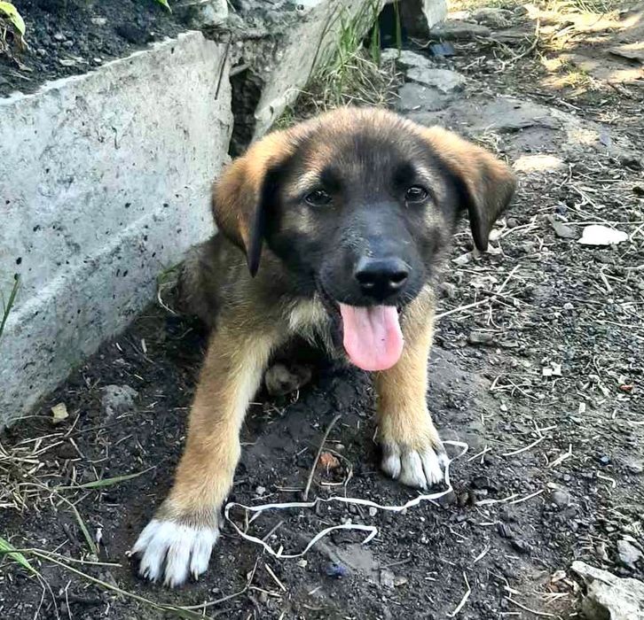 Цуценята в добрі руки