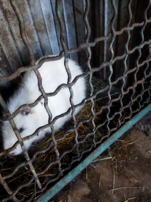 Продам самця 180 грн