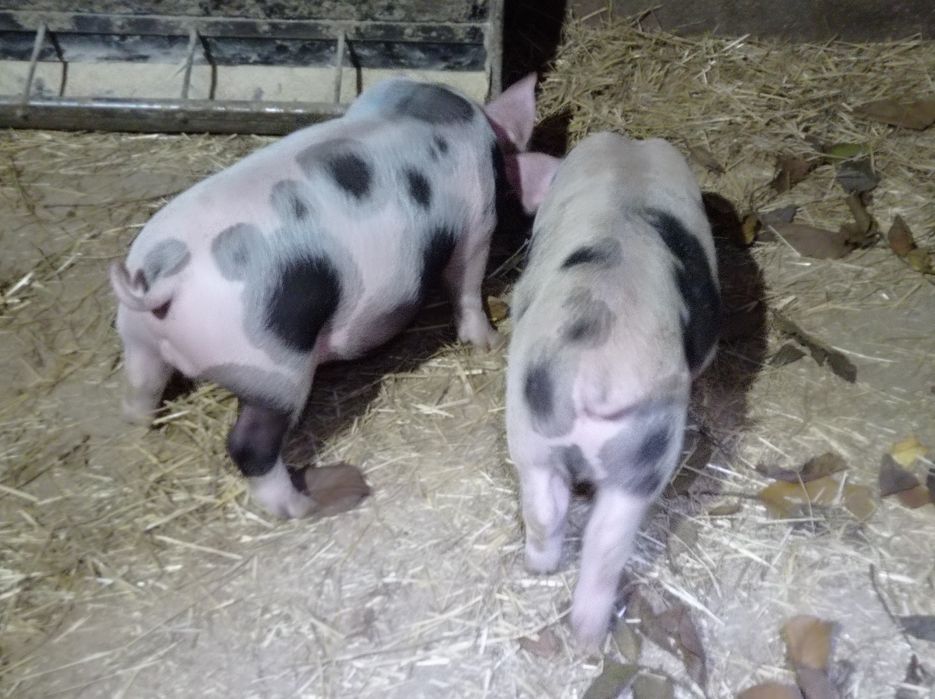 Кнур порода кантор