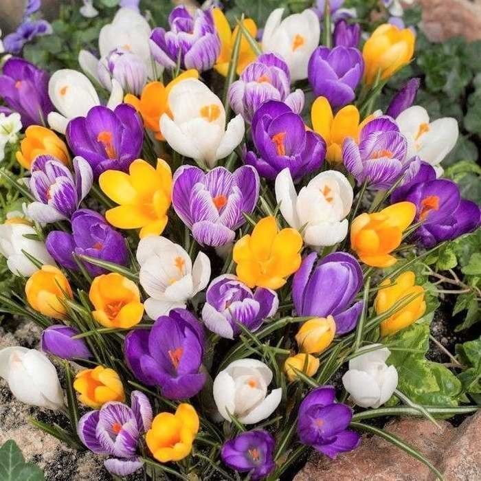 KROKUSY POLSKI mieszanka mix 100 szt. Cebulki Krokusów KROKUS Kolory