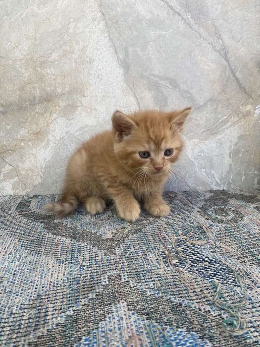 Продамо Кошенят британців