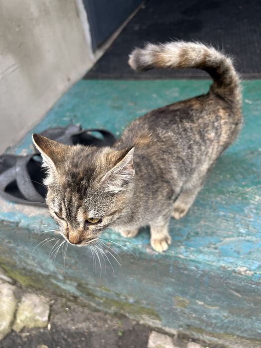 Кішечка шукає господаря