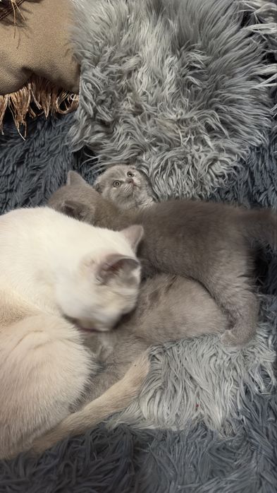 Шотланские котята