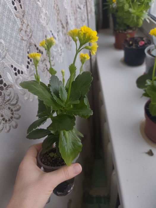 Каланхое кімнатний жовтий молоді рослини