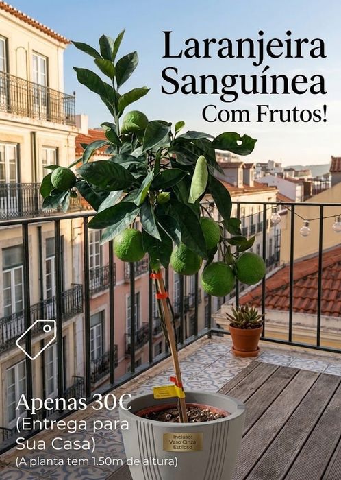 Laranjeira sanguínea