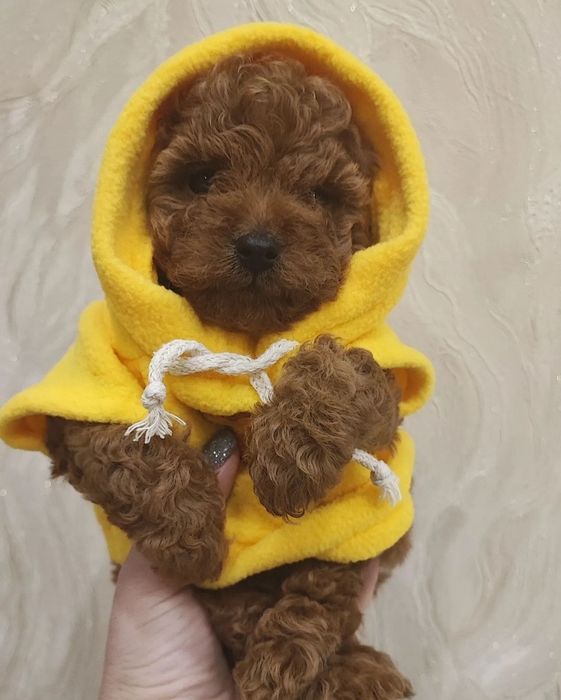 Мімішні пудельки, тойчики редбрауни