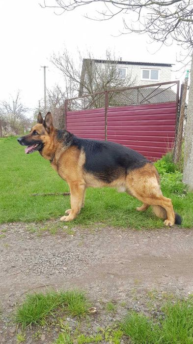 Німецька вівчарка, кобель