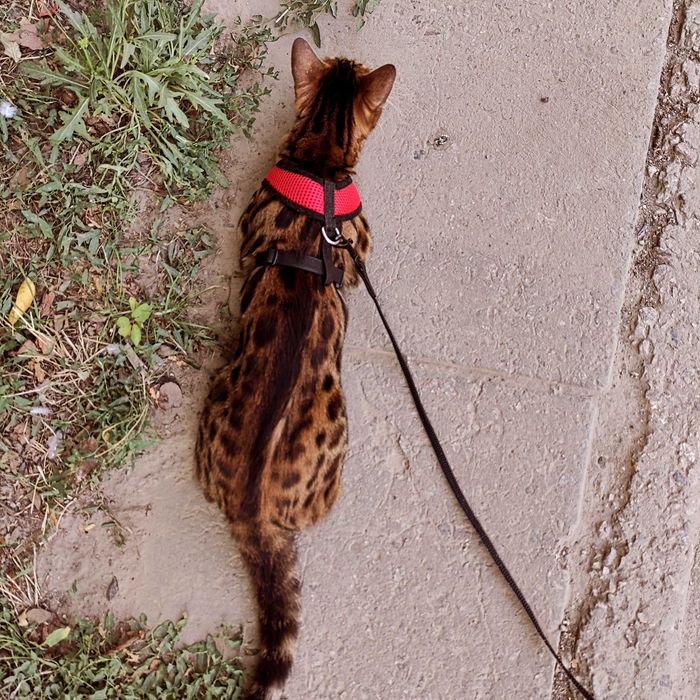 Бенгальські кошенята