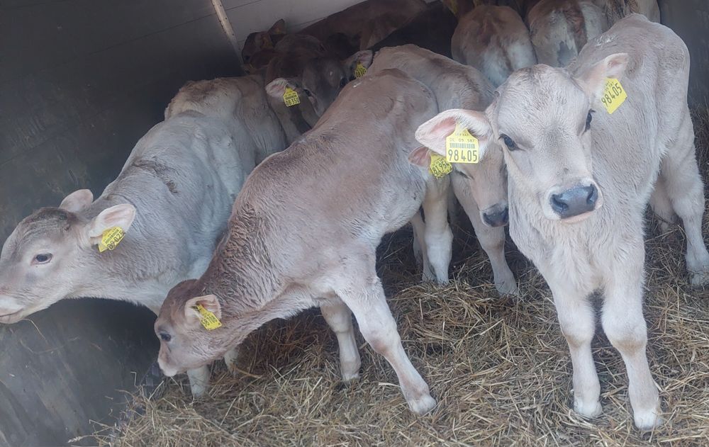 Załuski miesne byczki sprzedam i jaloszki