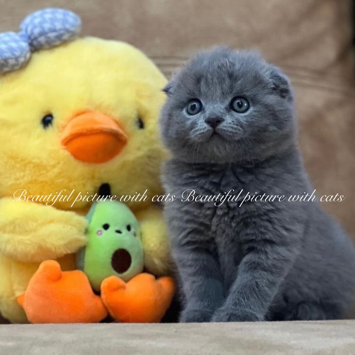 Висловухі кошенята синього кольору