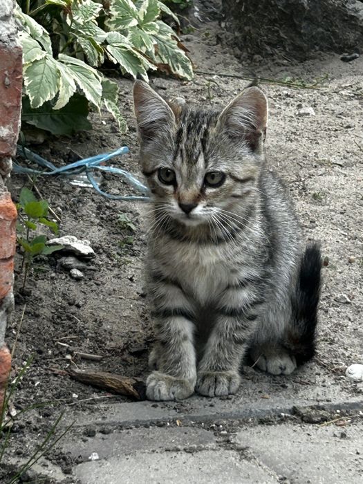 Котик (дівчинка)