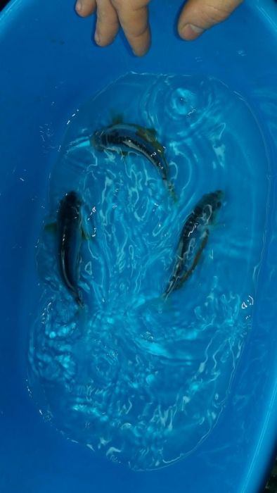 Карпи    коі