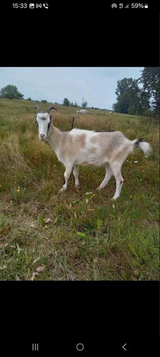 ПРОДАМ КОЗИ (породисті)