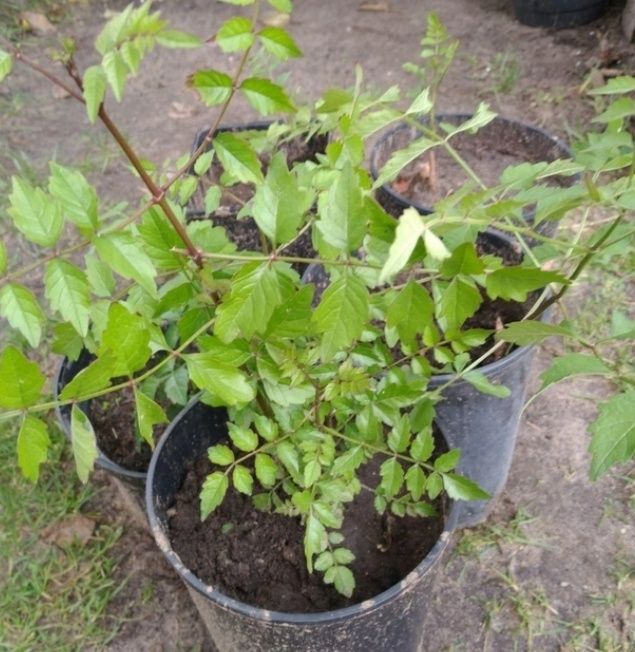 Кампсис помаранчовий