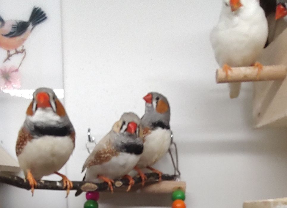 Zeberki sprzedam amadyna zebrowata